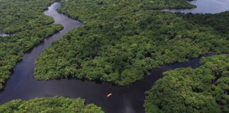 Future Climate e Aon dão forma a melhores decisões para o setor privado no mercado voluntário de carbono